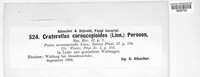 Craterellus cornucopioides image